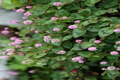Persicaria capitata